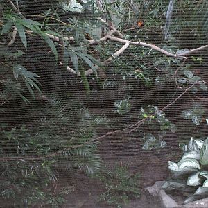 WOB 50th - Turkey/Chachalaca/Aracari/Cock-of-the-Rock Exhibit