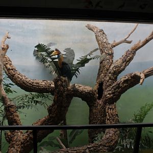 WOB 50th - Sulawesi Knobbed Hornbill Exhibit