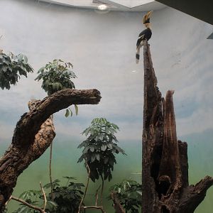 WOB 50th - Great Indian Hornbill Exhibit