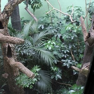 WOB 50th - Great Indian Hornbill Exhibit