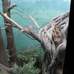 WOB 50th - Toco Toucan Exhibit