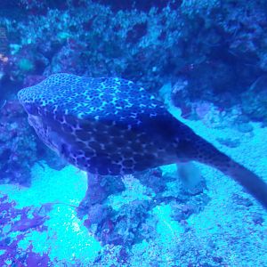 Boxfish id
