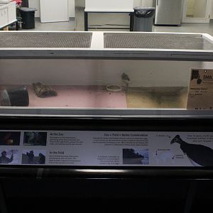 WOB 50th - Bird Nursery