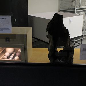 WOB 50th - Bird Nursery