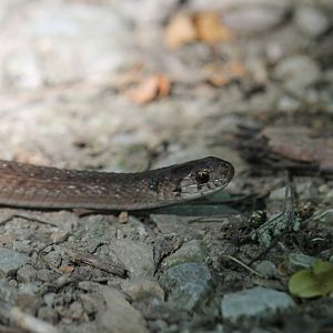 Dekay’s Brownsnake (Storeria dekayi)