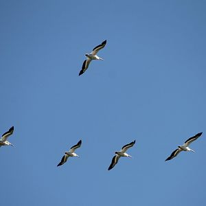 American White Pelicans