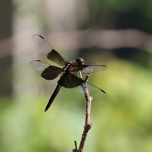 Widow skimmer (Libellula luctuosa)