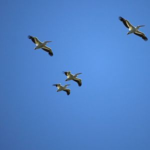 American White Pelican (Pelecanus erythrorhynchos)