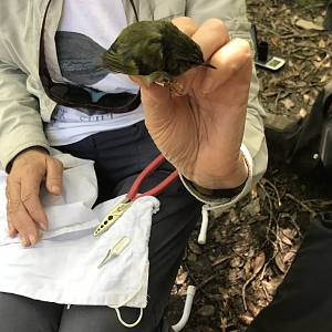Titipounamu (Rifleman, Acanthisitta chloris granti)
