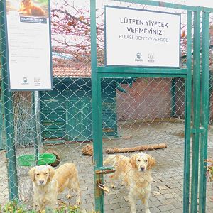 Golden Retrivers Karatay Zoo