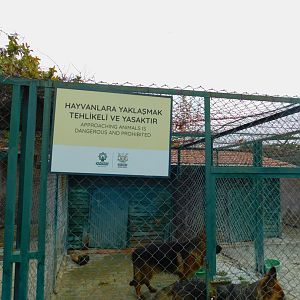 German Shepherds at Karatay Zoo