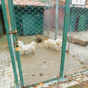 "Terriers" at Karatay Zoo