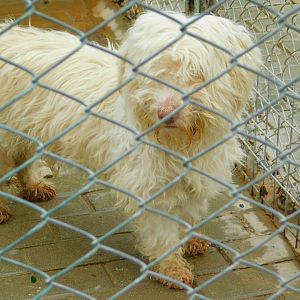 A "Terrier" at Karatay Zoo