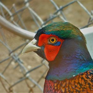 Common Pheasant at Karatay Zoo