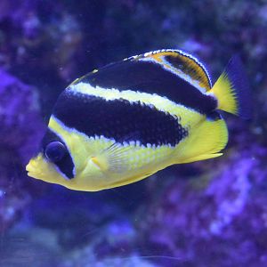 Butterflyfish ID?