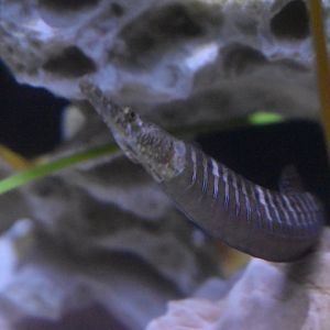 Pipefish ID>