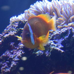 Amphiprion Spp ID?