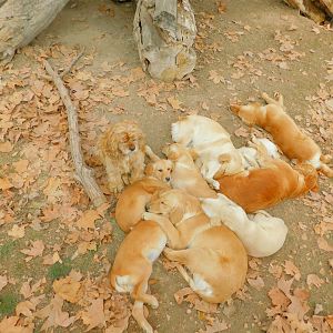 Retriever Puppies and Cocker Spaniel at the Karatay Zoo