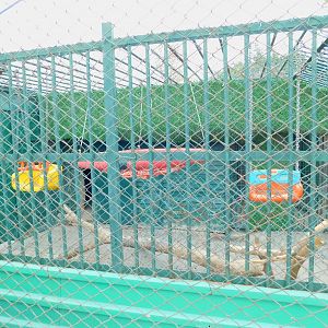 Ring-Tailed Lemur Enclosure at the Karatay Zoo