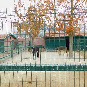 Donkey and Hinny pen at the Karatay Zoo