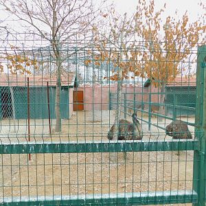 Emu Pen at the Karatay Zoo
