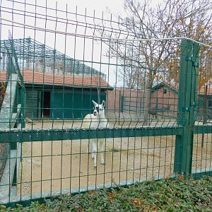 Llama Pen at the Karatay Zoo
