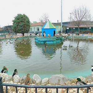 Duck Pond at the Karatay Zoo
