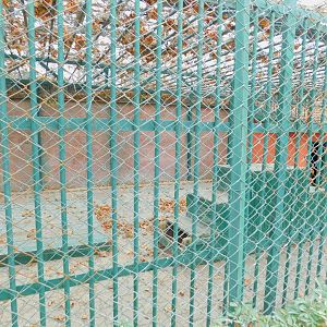 Raccoon Enclosure at the Karatay Zoo