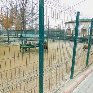 Cameroon Sheep Pen at the Karatay Zoo