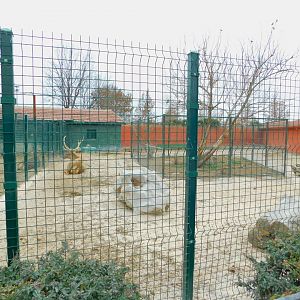 Red Deer Pen at the Karatay Zoo