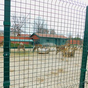 Deer Pen at the Karatay Zoo