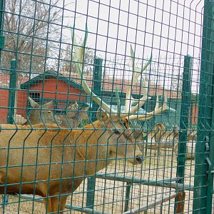 Red Deer Stag at the Karatay Zoo