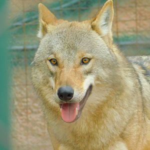 Grey Wolf at the Karatay Zoo