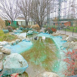 Swan Pond the Karatay Zoo