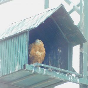 Long-legged buzzard at the Karatay Zoo