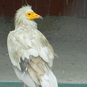 Egyptian Vulture at the Karatay Zoo