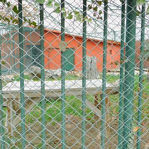 Puma Enclosure at the Karatay Zoo