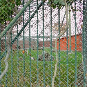 Other Puma Enclosure at the Karatay Zoo