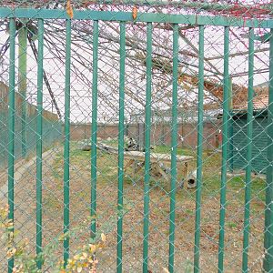 Lion Enclosure at the Karatay Zoo