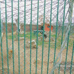 Golden Jackal Enclosure at the Karatay Zoo