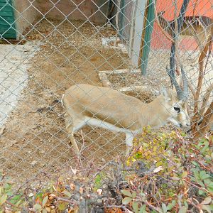 Three-legged Gazelle at the Karatay Zoo