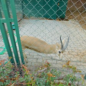 Three-legged Gazelle at the Karatay Zoo