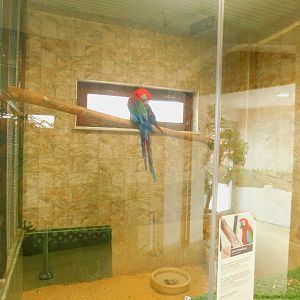 A Single Macawat the Karatay Zoo