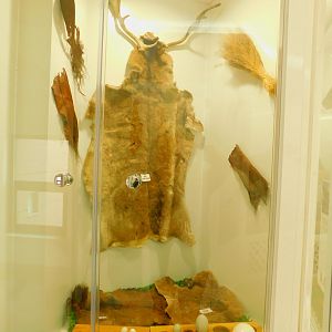 Deer Skin and Eggs at the Karatay Zoo