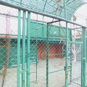 Rhesus Macaque Enclosure at the Karatay Zoo