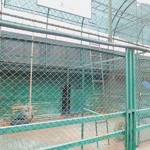 Hamadryas Baboon Enclosure at the Karatay Zoo