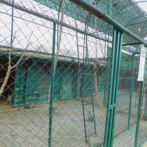 Grivet Enclosure at the Karatay Zoo