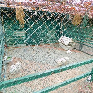 Domestic Cat Enclosure at the Karatay Zoo
