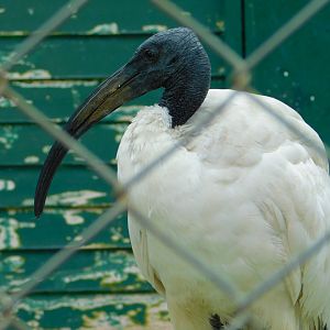 Sacred Ibis at the Karatay Zoo