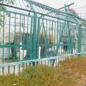 Great White Pelican Enclosure at the Karatay Zoo